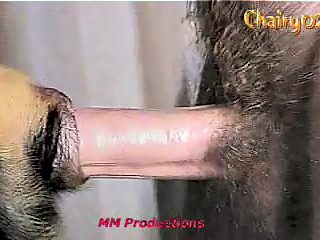 Porno animal seks