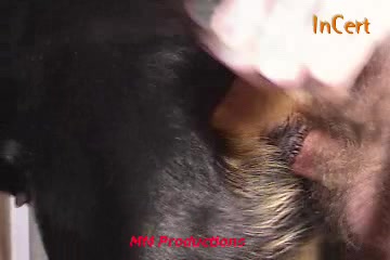 Men fucking female dogs