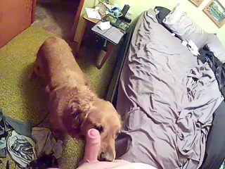 Dog licking dick gay