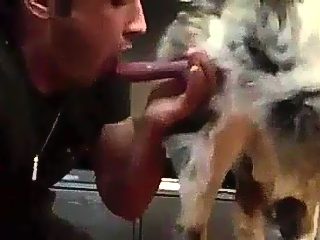 Man sucking off dog compilation